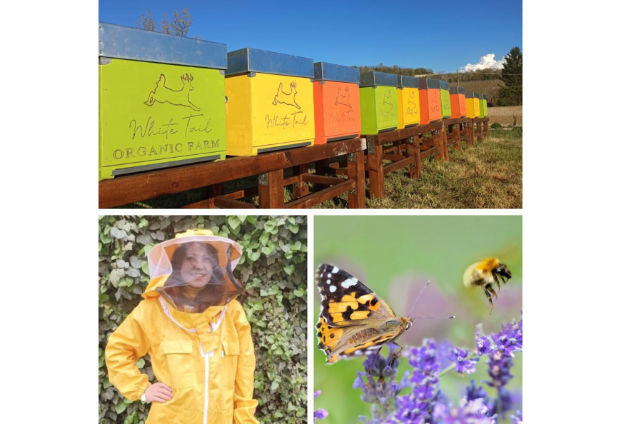 L'importance des abeilles et du miel biologique